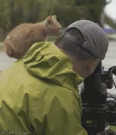 Cute kittie