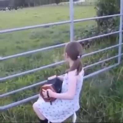 Cow Concert (Animal World)