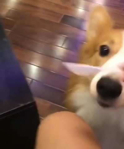 Feeding a corgi empty spoonfuls of soup