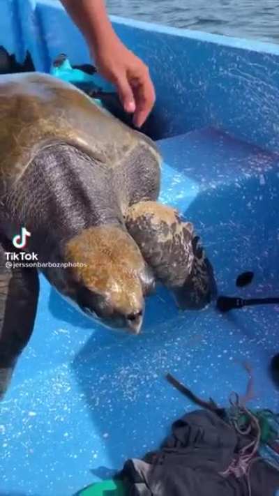 A poor sea turtle covered in garbage that was struggling to swim is given a helping hand by a few surfers