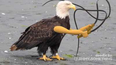 America