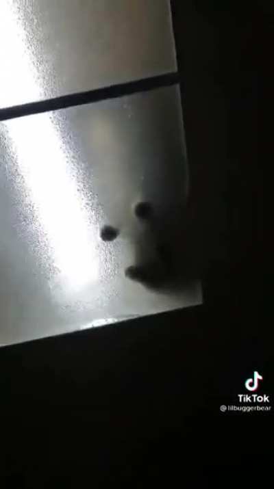 Ceiling Cat Comes To Visit!