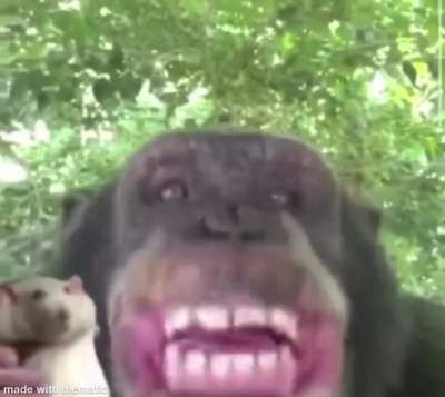 Monke brother wants to help you