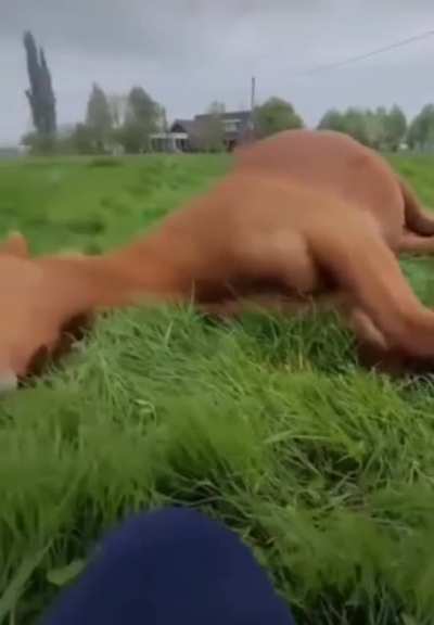 A lazy horsie