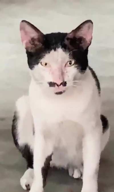 kitler