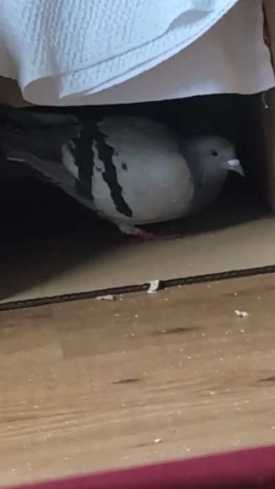 Street pigeon couple we let come in for food