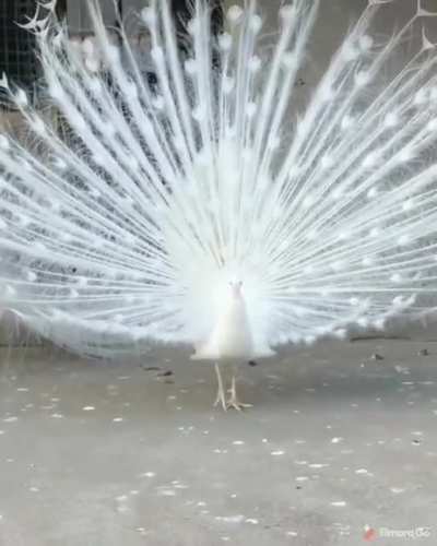 White peacocks get their rare appearance from a genetic condition called leucism. This causes a loss of pigmentation in their feathers, but doesn&rsquo;t affect their blue eye color!