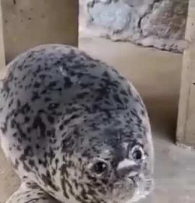 ferocious wunk