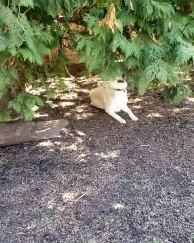 To hide