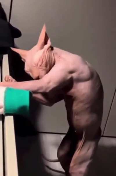 💪