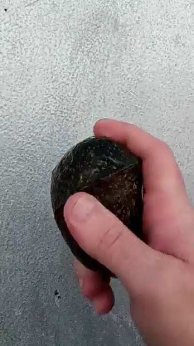 When your produce company sends you "ripe" avocados.