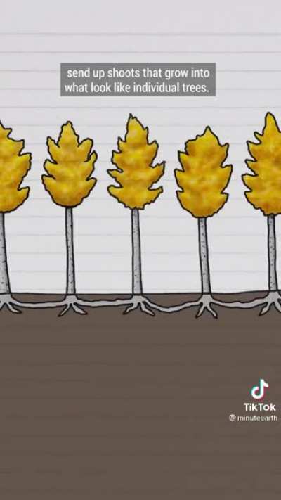 Sometimes a forest is just one tree.