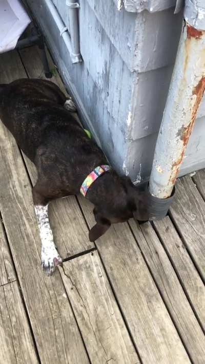 Devastated she can&rsquo;t fit down the crack 🙄