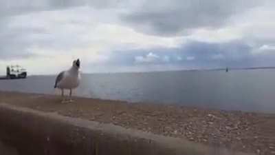 Seagulls are the definition of jerks