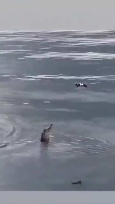 I imagine the cameraman's face watching a crocodile eat his drone.