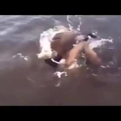 Geese are assholes