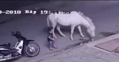 Kid playing with a horse