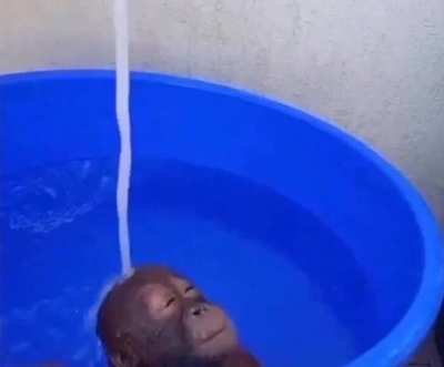 clean orangu