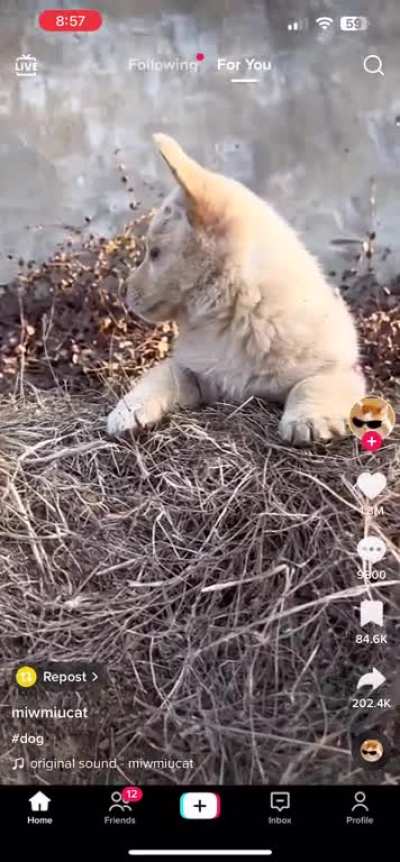 So small, yet so brave