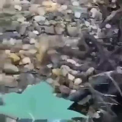 Trying to catch food
