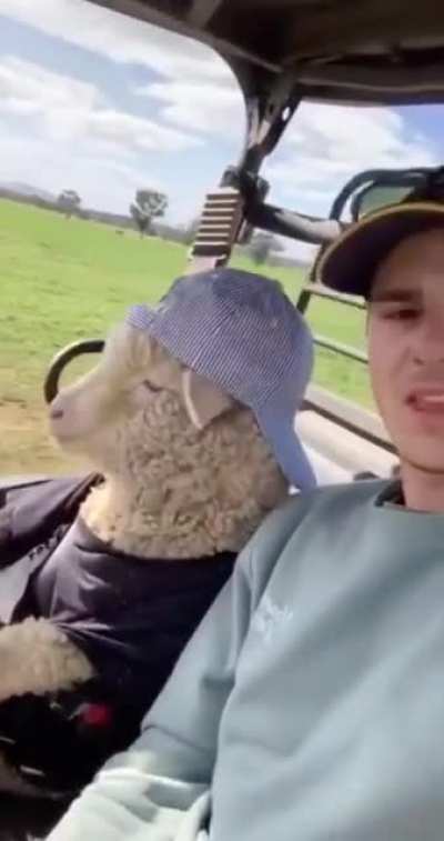 Magnolia Sheep