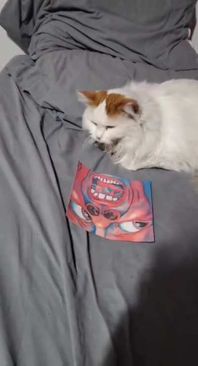 Cat doesn't like red screamy man... 🙄😠 see if they have 🔥grailz🔥 at the animal shelter