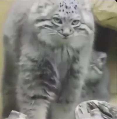 watch this pallas&rsquo;s cat stretch out