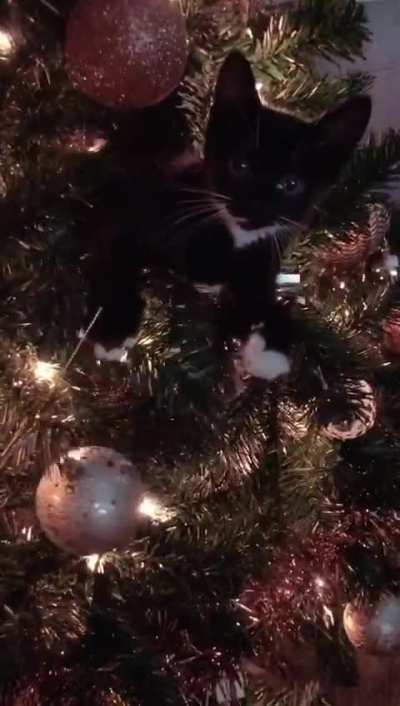 My sister&rsquo;s foster kitten Luna&rsquo;s first Christmas