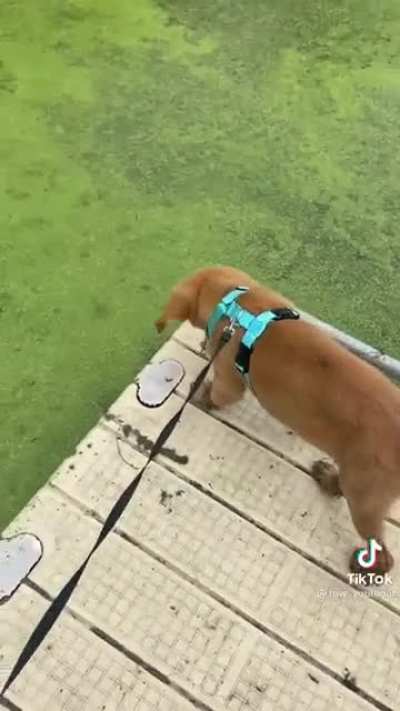 What&rsquo;s the dog doin (Credits to @row_yourboat on tik tok)