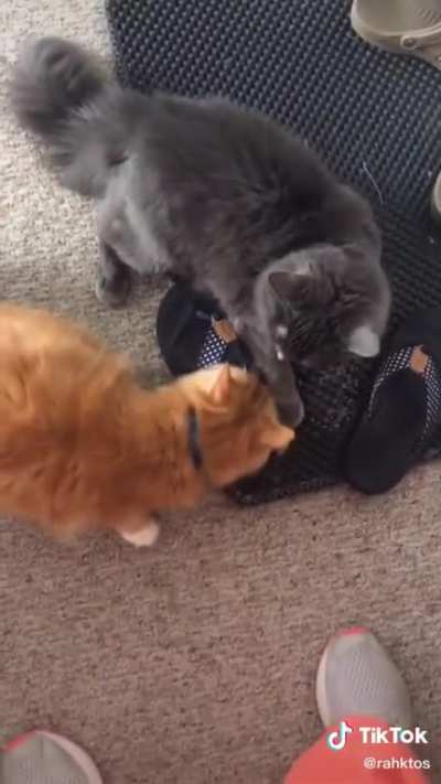 They be mad
