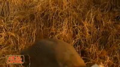 Flying won't save you from a Caracal!
