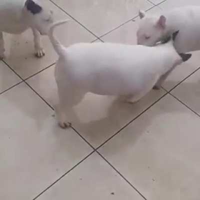 Buy them toys, so they won't break your stuff