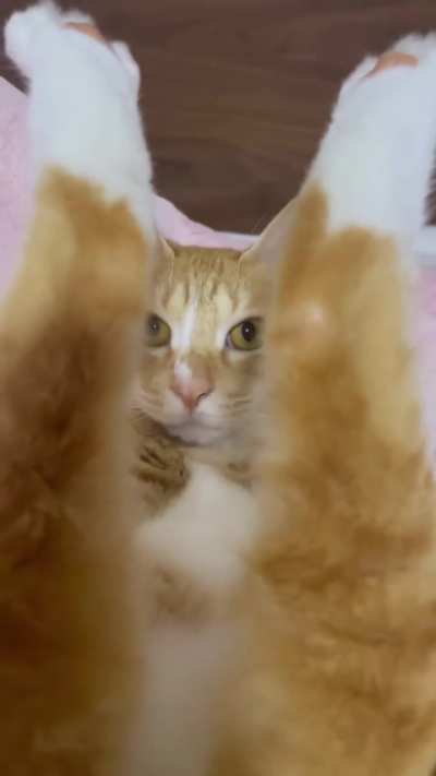 Onlycats&hellip;&hellip;..