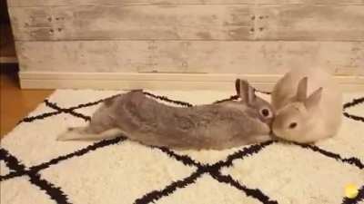 Sly bunny