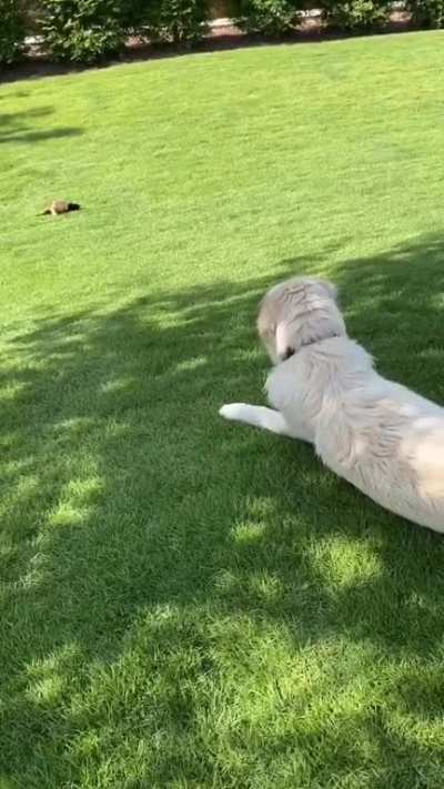 Unorthodog