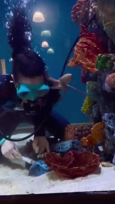 the octopus just wants to play...