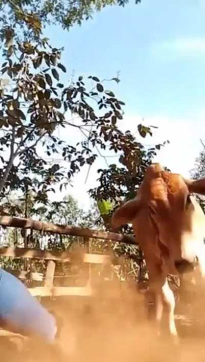 An intelligent cow just says no to a tiktok attempt