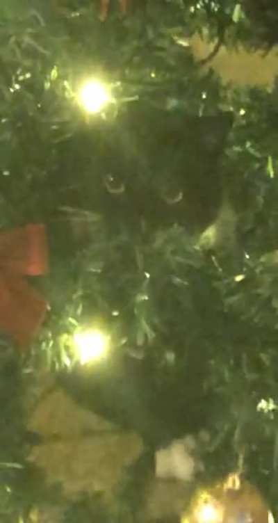 i&rsquo;m a tree decoration meow