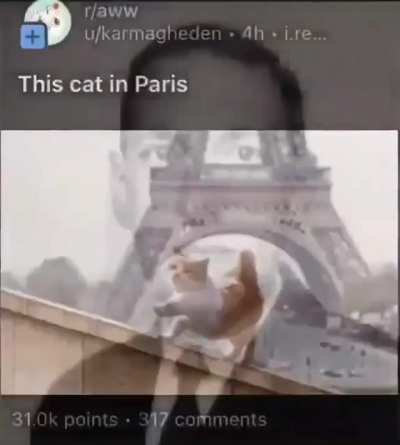 Whats da cat doin? 😳😳😳