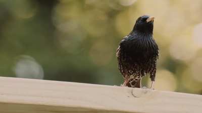 I went "bird-watching" and saw something I wasn't supposed to see...