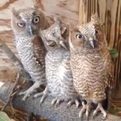 Owl judging people