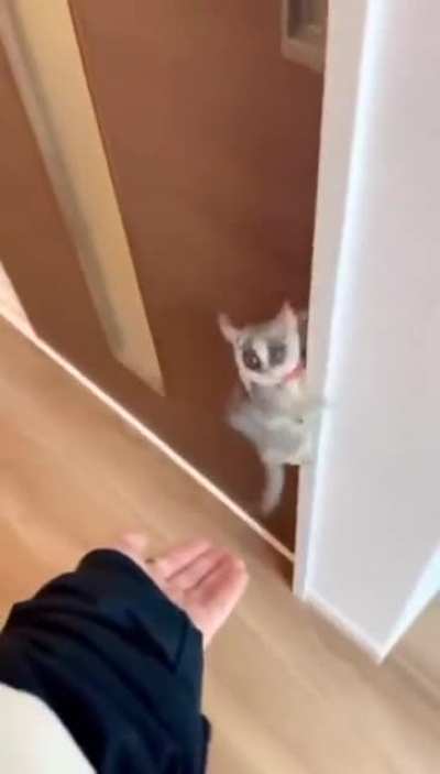 Le ran&ccedil;ais moyen n'aime pas trop les animaux