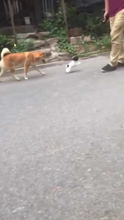 Bouncy boy