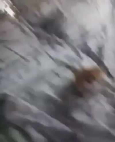 Gato