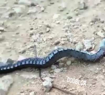 Tickle snake.