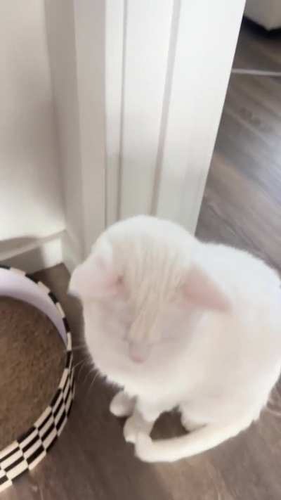 Lunella activated, scratching pad aborted
