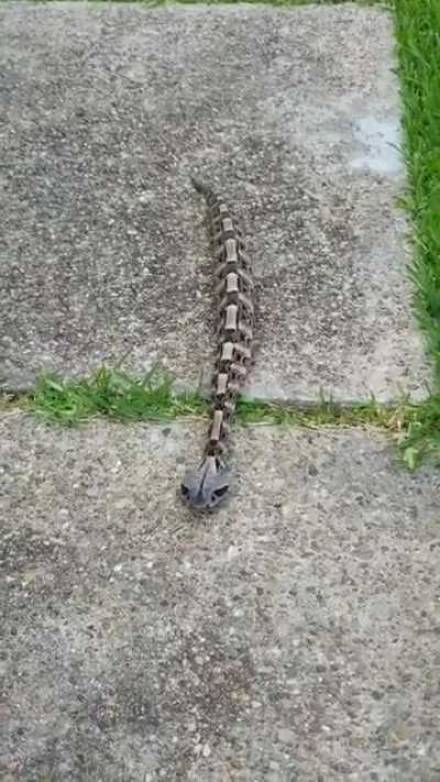 This video is of my snake Destro. It&rsquo;s sorta taken off world wide lately 🤷🏻&zwj;♂️. Figured I&rsquo;d post it here myself.