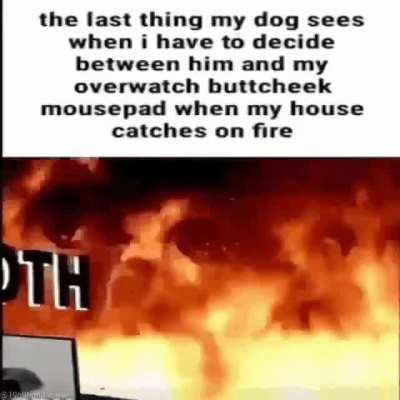 Dog stupid
