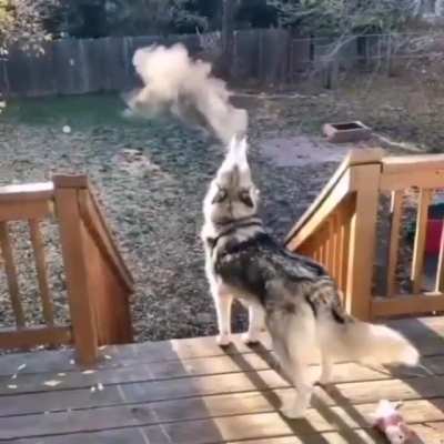 Unsure if Husky or steam engine.
