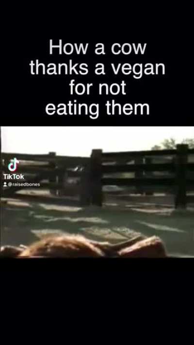 Horny Cow